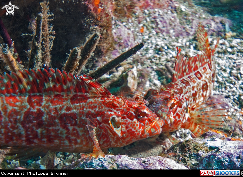 A Blenny