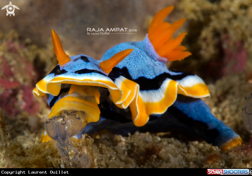A Nudibranch