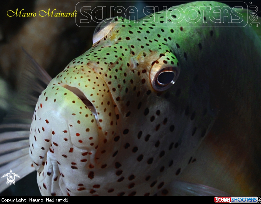 A Hawkfish di Forster