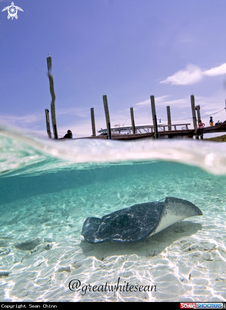 A Southern Stingray