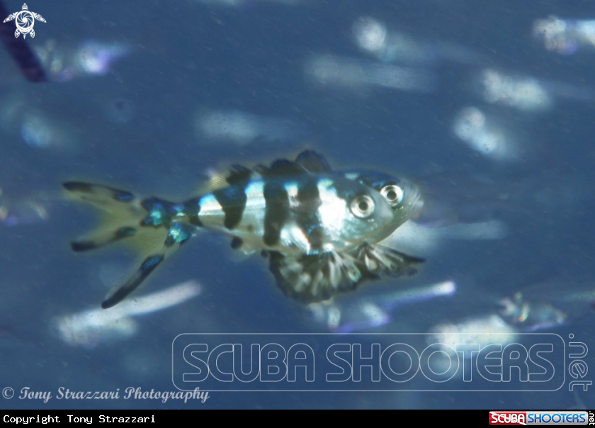 A Bluebottle fish
