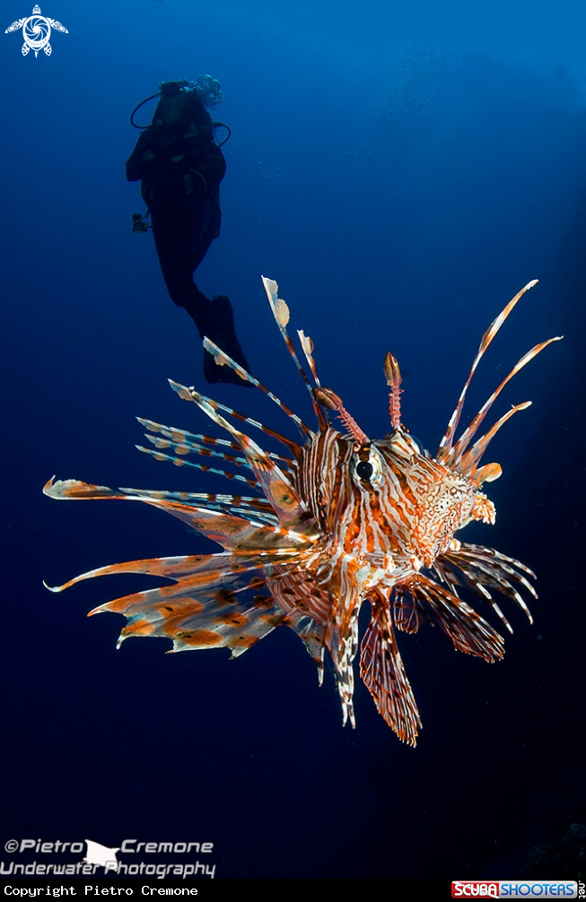 A underwater creature