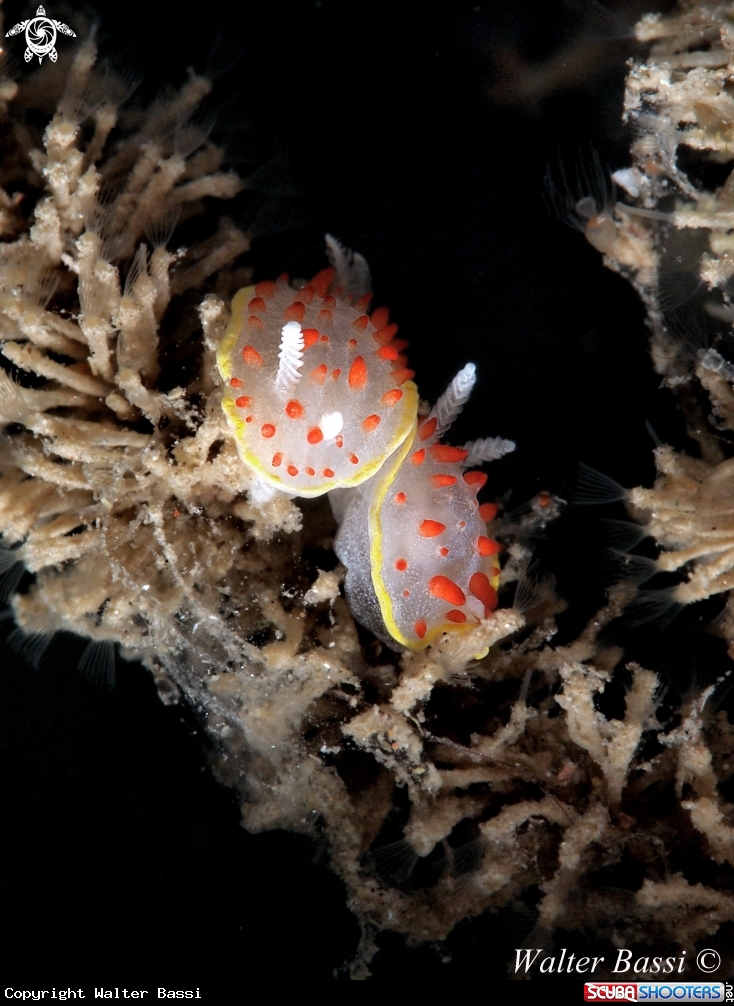 A nudibrach