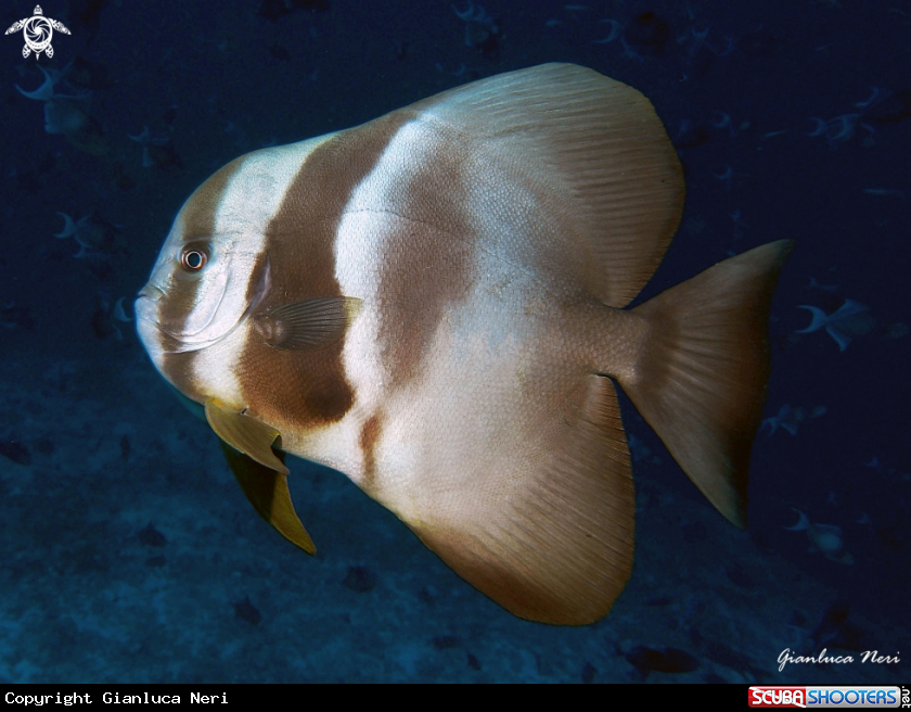 A Batfish