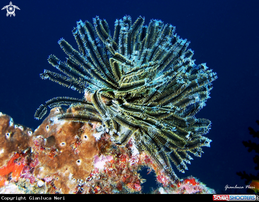 A Crinoid