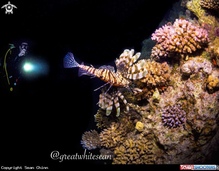 A Lionfish
