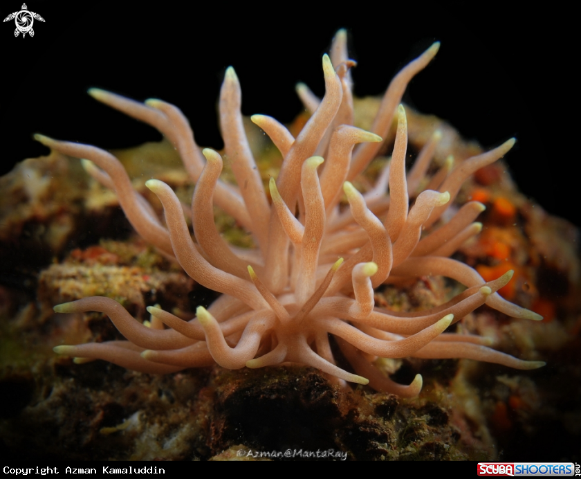 A Nudibranch