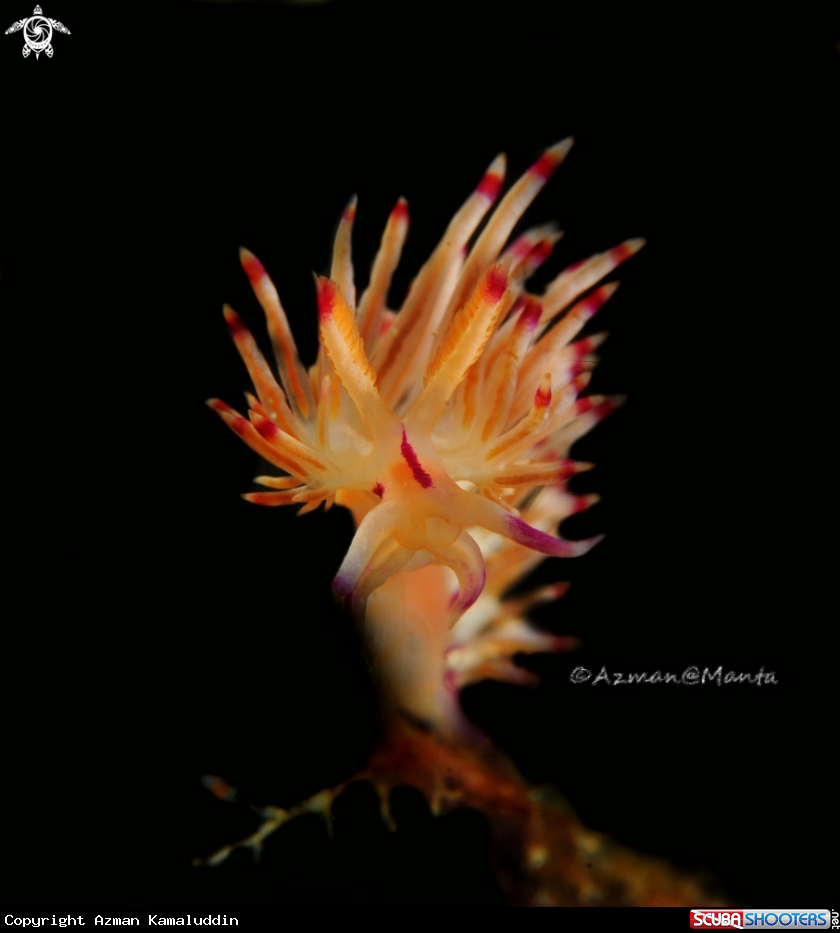 A Nudibranch