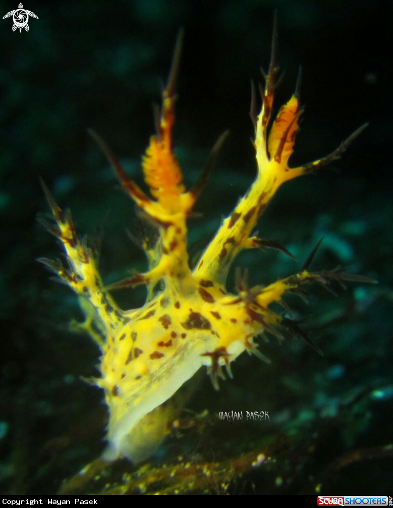 A dendronotus