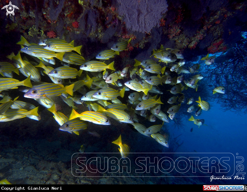 A Snappers