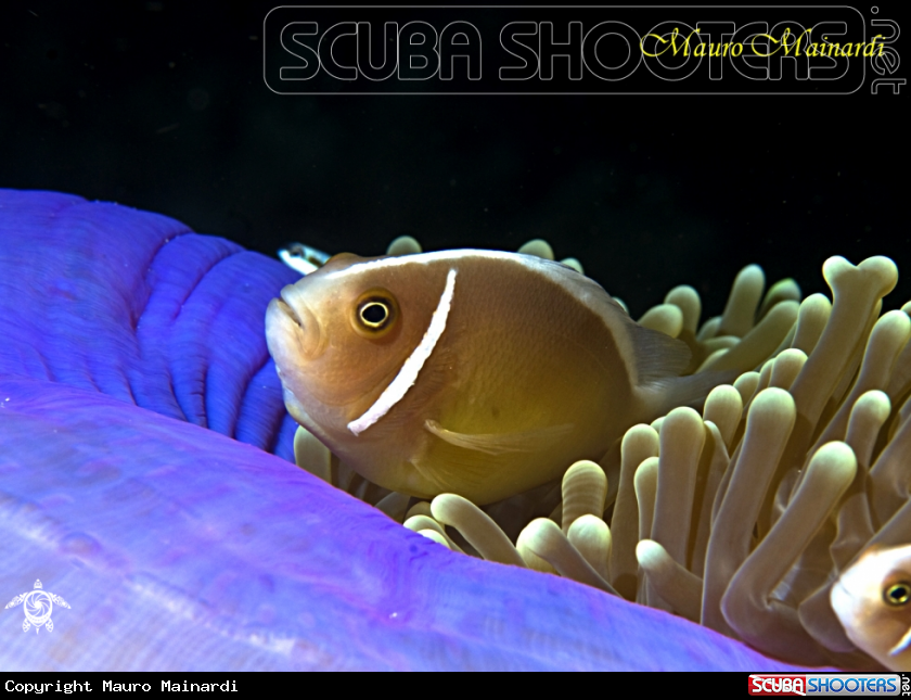 A Clownfish