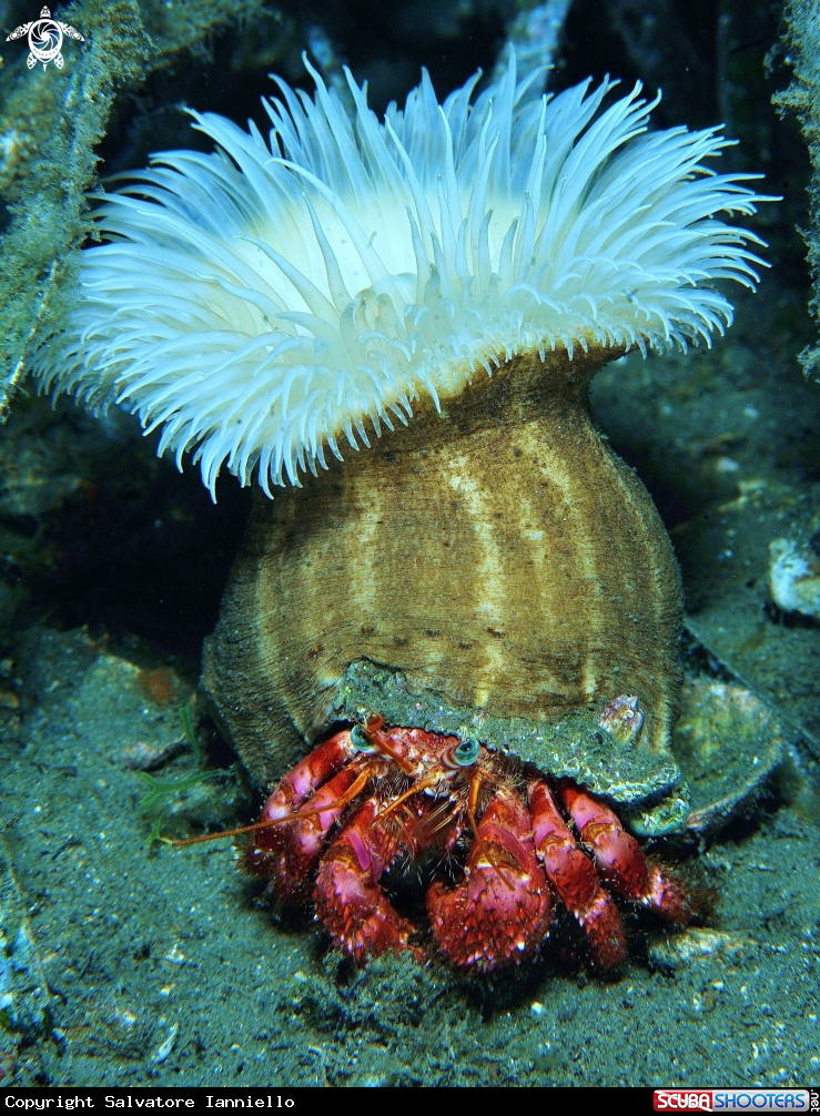 A underwater creature