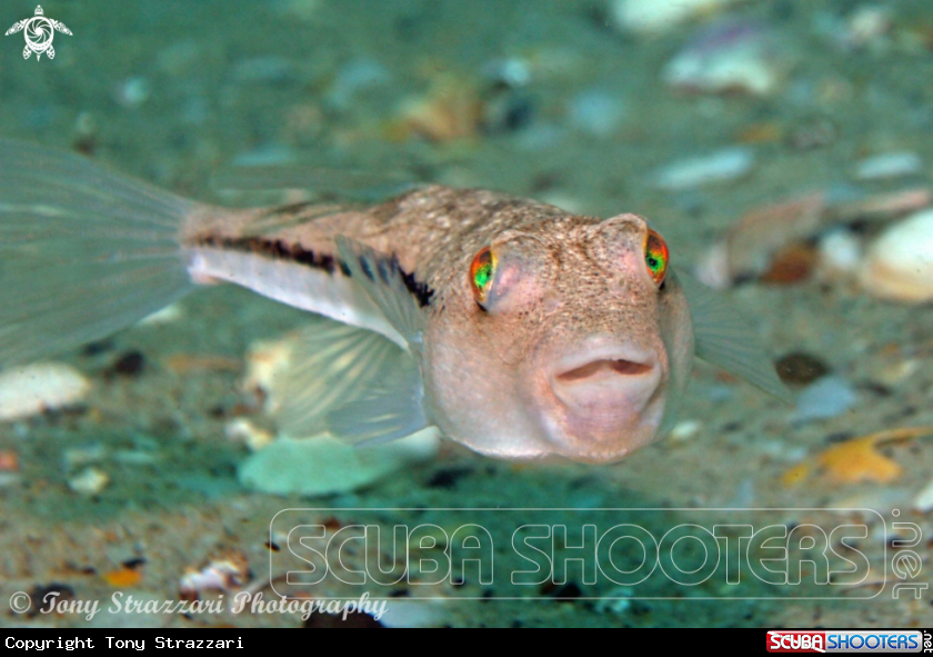A Brush-tail toadfish