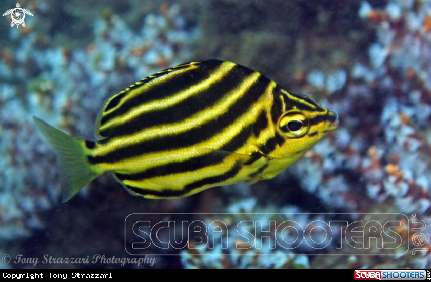 A Stripey