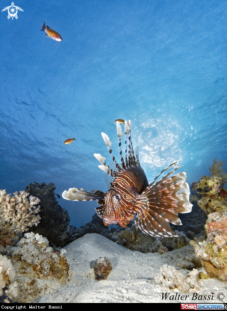 A Lion fish