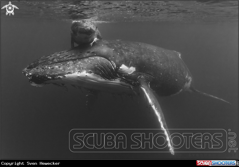 A humpback whale