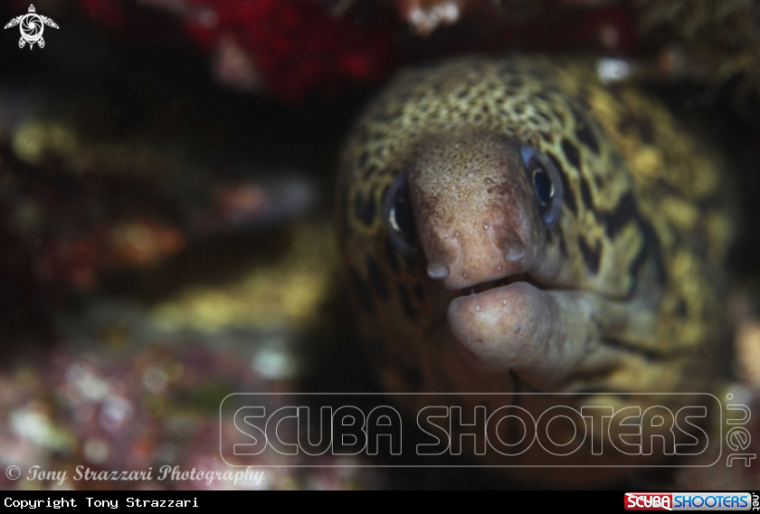 A Sieve-patterned Moray