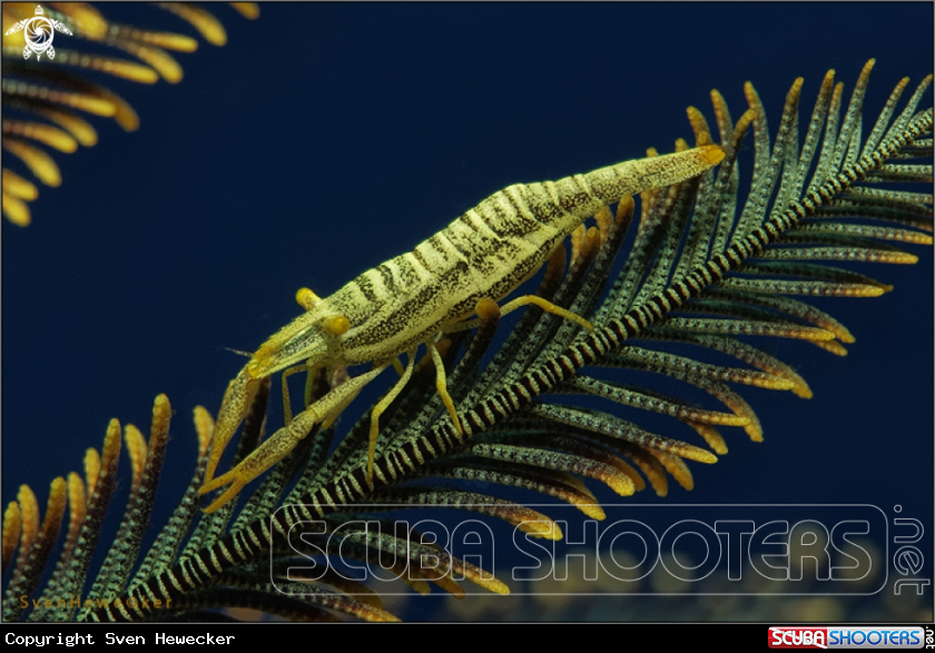 A crinoid shrimp