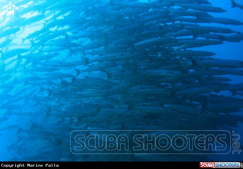 A Barracuda