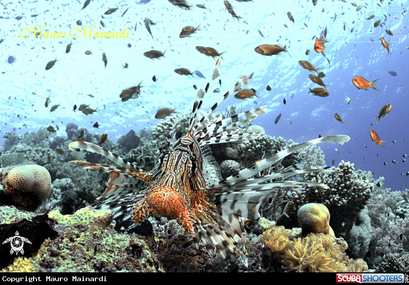 A Lionfish