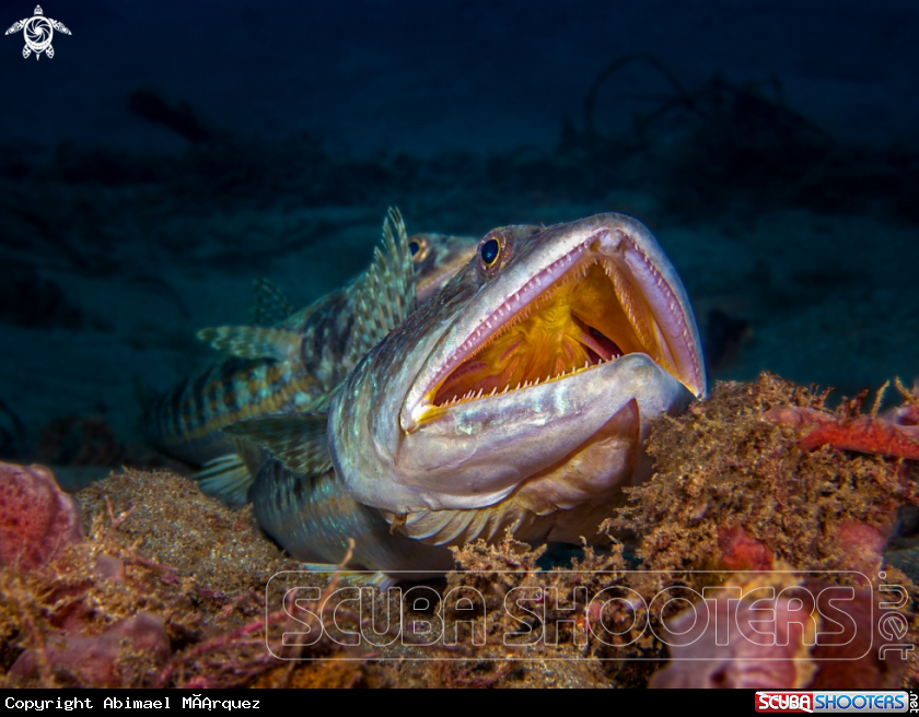 A Sand Diver