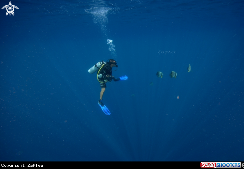 A Teira Batfish