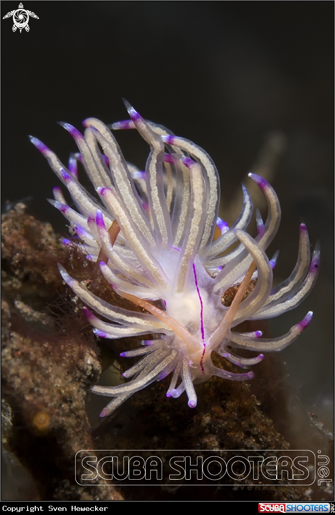 A nudibranch