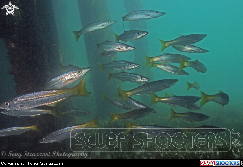 A Yellowfin Pike