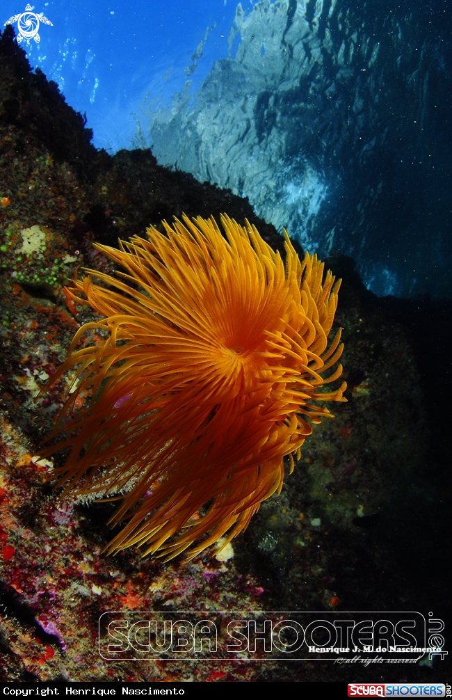 A espirografo