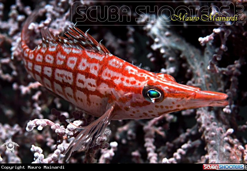 A Hawkfish.