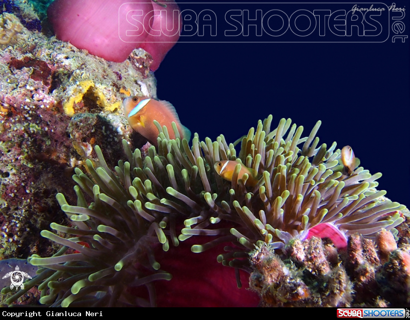 A Clownfish