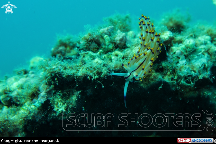 A Nudibranch