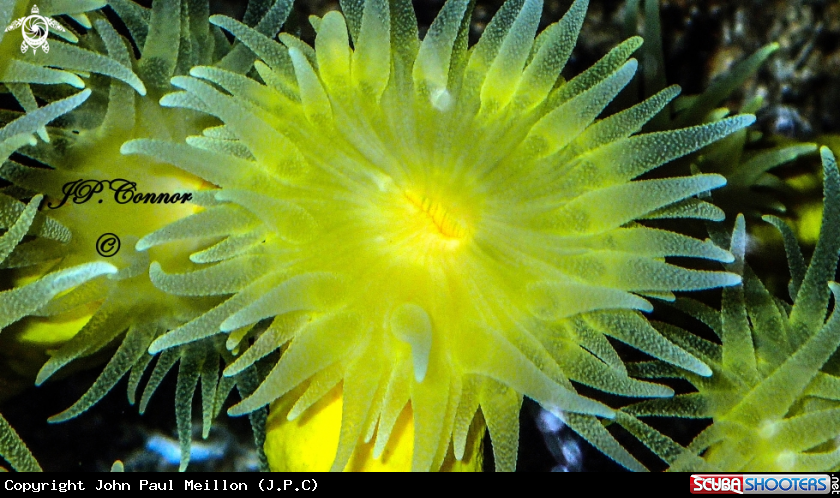 A 	 Yellow solitary coral