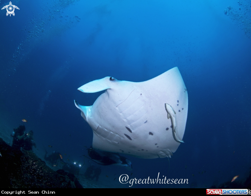 A Manta Ray and divers