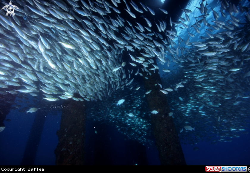 A School of fish