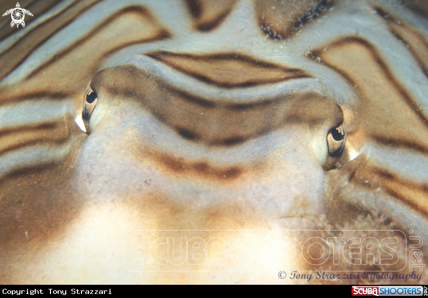 A Eastern Fiddler Ray