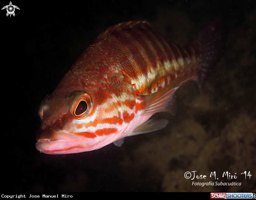 A Serranus Cabrilla