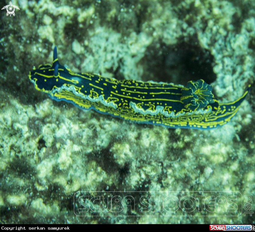 A Nudibranch