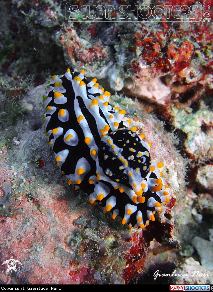 A Phyllidia varicosa