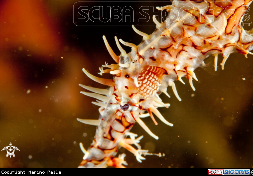 A Harlequin Ghost Pipefish