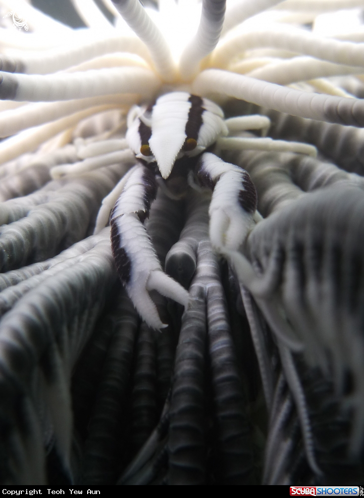 A Crinoid Squat Lobster