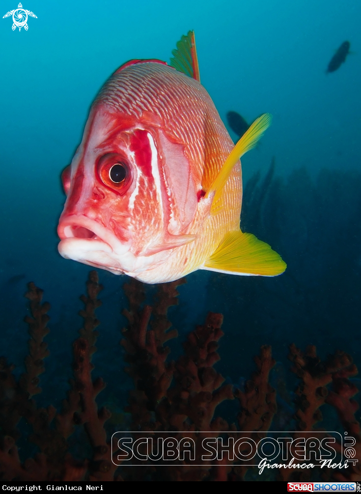 A Squirrelfish