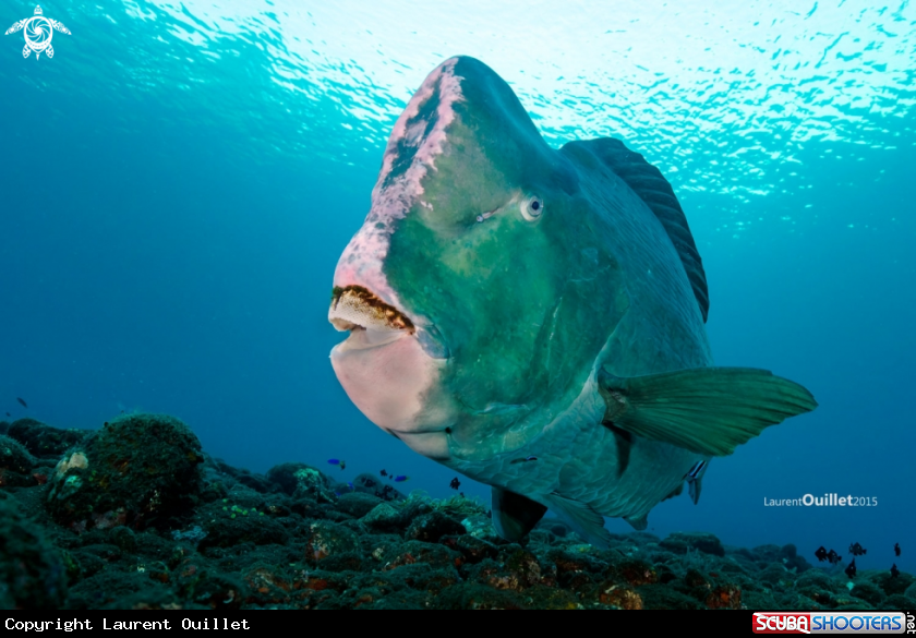 A bumphead Parotfish