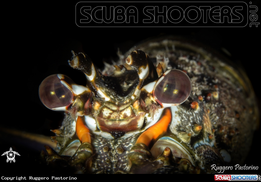 A Lobster