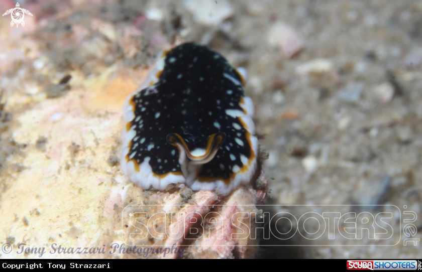 A Flatworm