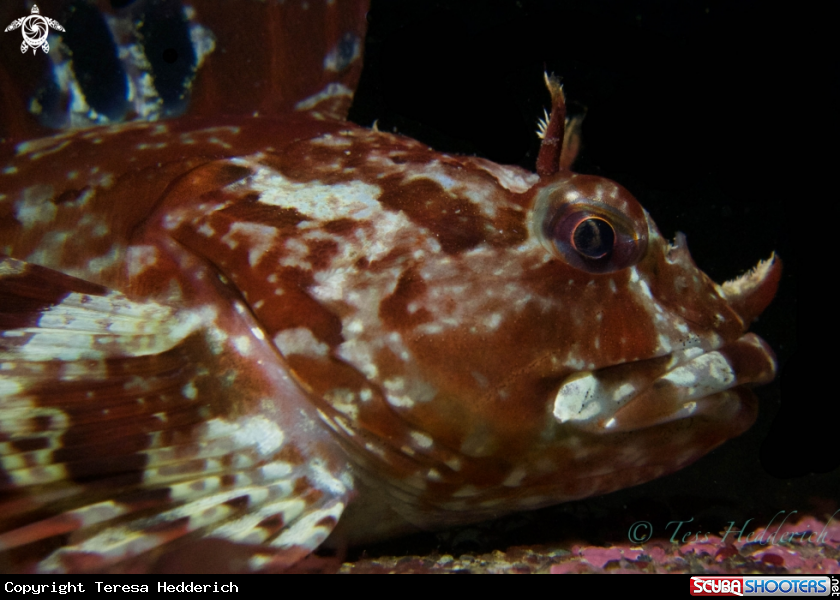 A creatures of the deep