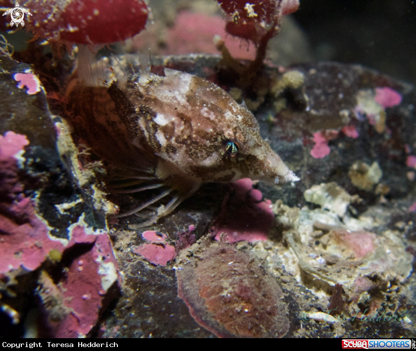 A creatures of the deep