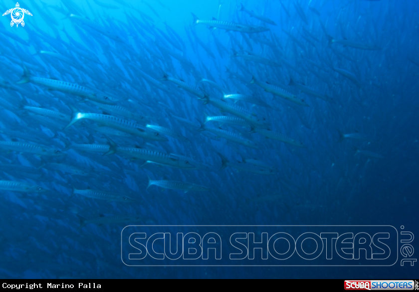 A Barracuda