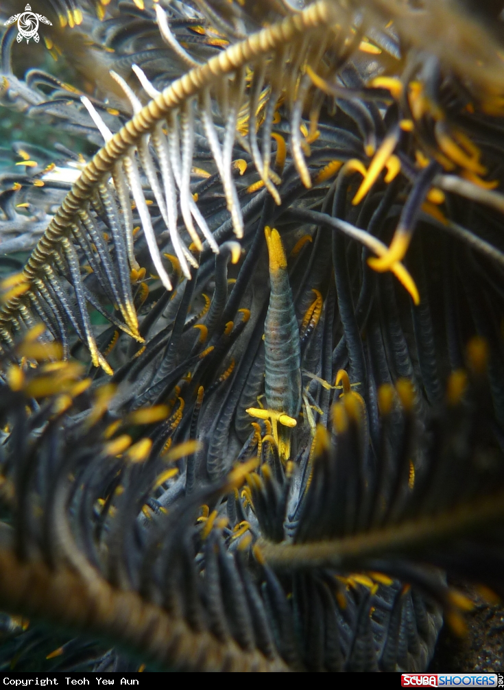 A Crinoid Shrimp
