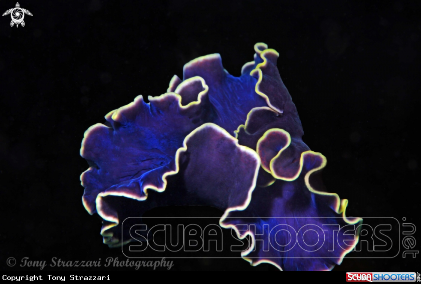 A Flatworm